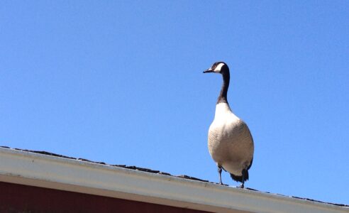 Taken by Impressions